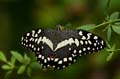 095 Afrikanischer Schwalbenschwanz - Papilio demedocus
